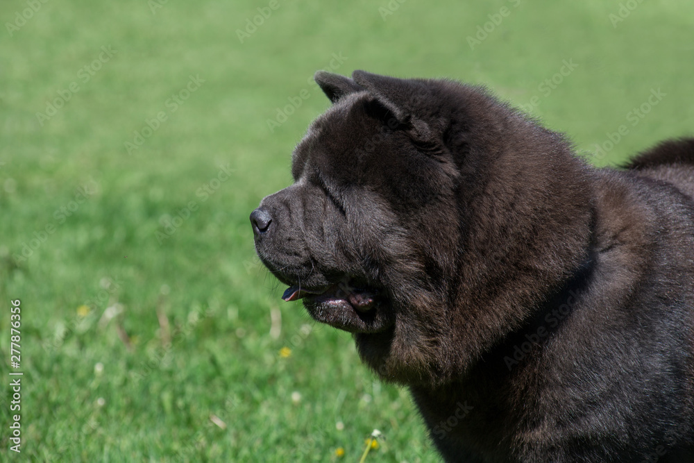 Cute chow chow on a green meadow close up. Pet animals. Cute chow chow on a green meadow close up. Pet animals.