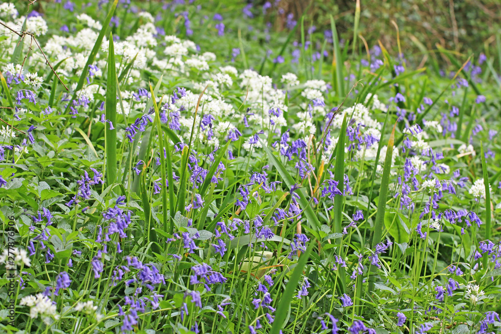 Bluebells ans wild garlic in spring Bluebells ans wild garlic in spring