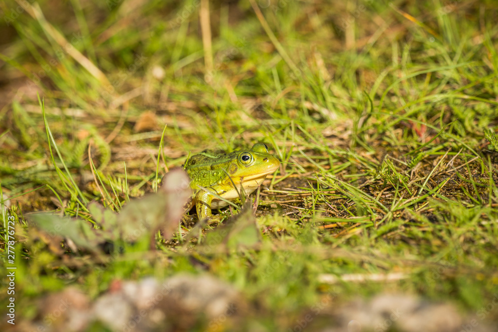 Obraz premium A beautiful common green water frog enjoying sunbathing in a natural habitat at the forest pond. Wild amphibian.