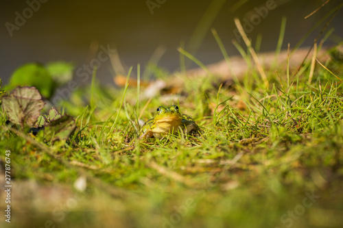 A beautiful common green water frog enjoying sunbathing in a natural habitat at the forest pond. Wild amphibian.