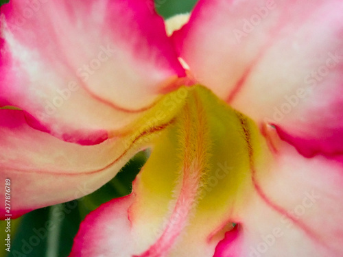 Red flowers outdoors in the sunshine