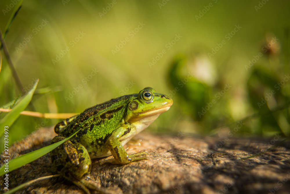 A beautiful common green water frog enjoying sunbathing in a natural habitat at the forest pond. Wild amphibian. A beautiful common green water frog enjoying sunbathing in a natural habitat at the forest pond. Wild amphibian.