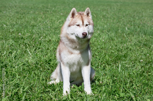 Sable siberian husky puppy is sitting on a green meadow in the park. Pet animals.