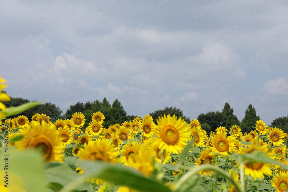 Obraz premium ひまわり畑