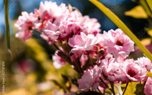 pink flowers