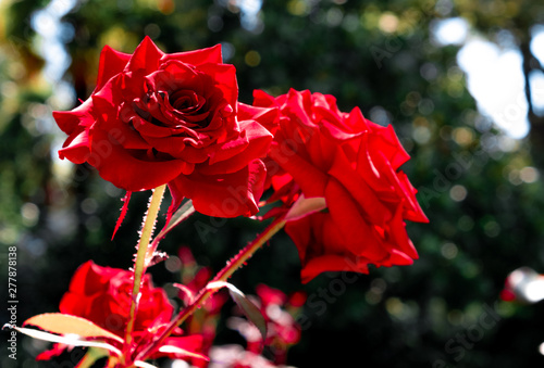 red rose