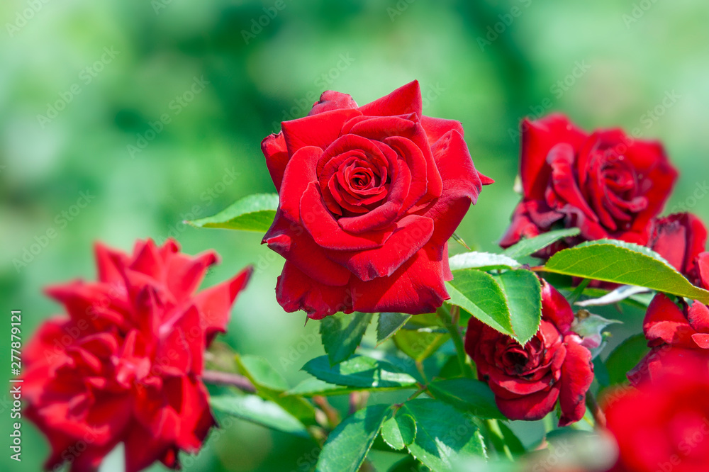 Red roses in a garden Red roses in a garden