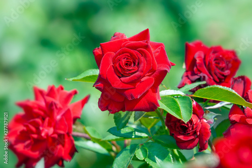Red roses in a garden