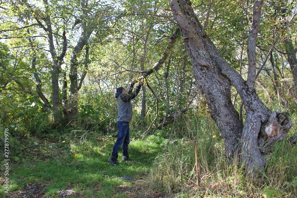 A man saws a large branch of a tree with a yellow hand saw.