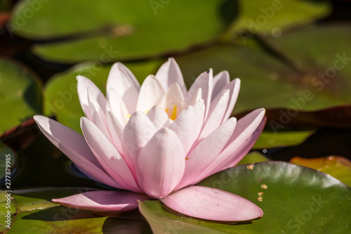 A beautiful light pink water lilies growing in a natural pond. Colorful summer scenery with water flowers.