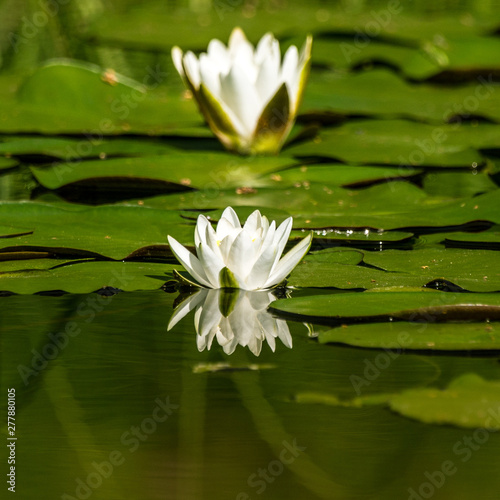A beautiful light pink water lilies growing in a natural pond. Colorful summer scenery with water flowers.