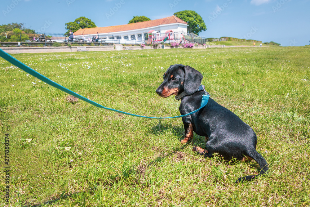 Black and tan short haired miniature dachshund sitting on grass on a lead looking back at the camera. He is on grass in Ramsgate, Kent with the boating lake building in the background.. Black and tan short haired miniature dachshund sitting on grass on a lead looking back at the camera. He is on grass in Ramsgate, Kent with the boating lake building in the background..
