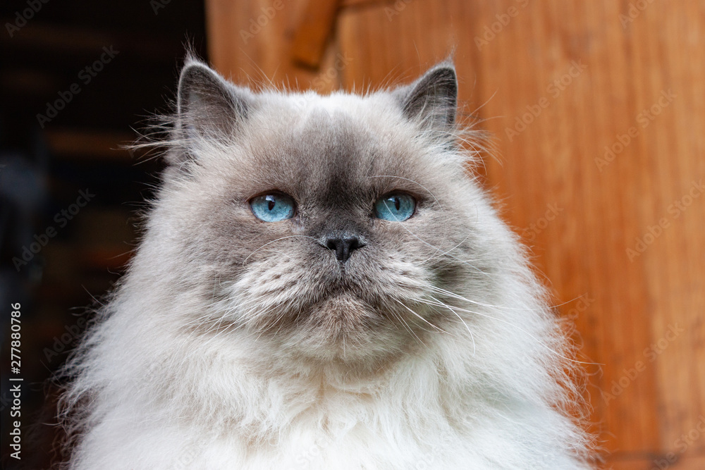 Portrait of a beautiful fluffy cat with blue eyes. Color Blue Color Point