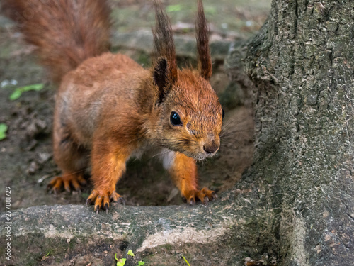 Cute young red squirrel in a natural park . © Kulbabka