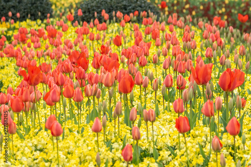 tulips in spring