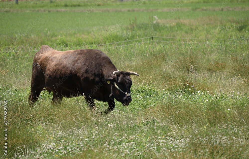 Wagyu - Japanese shorthorn. It is called 