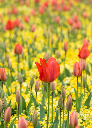 tulips in spring