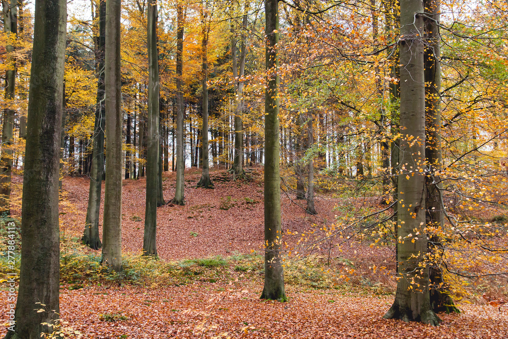 Obraz premium Beech trees with colorful autumnal foliage