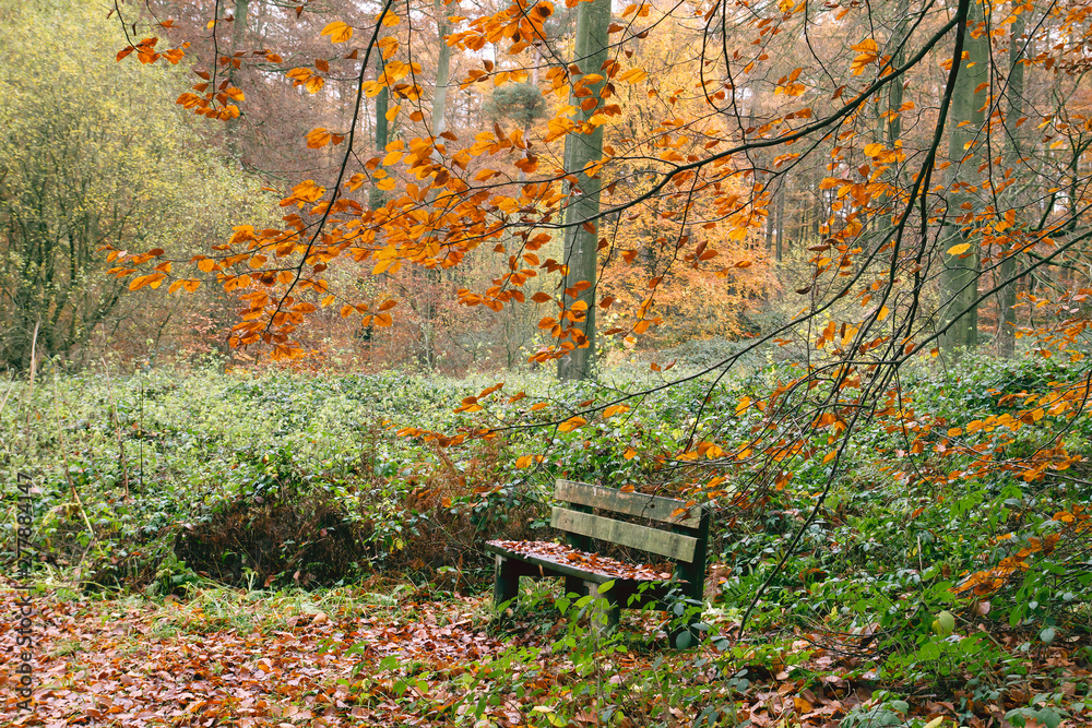 Old wooden bench in autumnal woodland