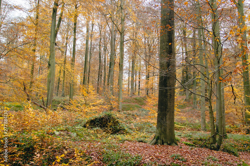Autumnal landscape in Sonian Forest  Belgium