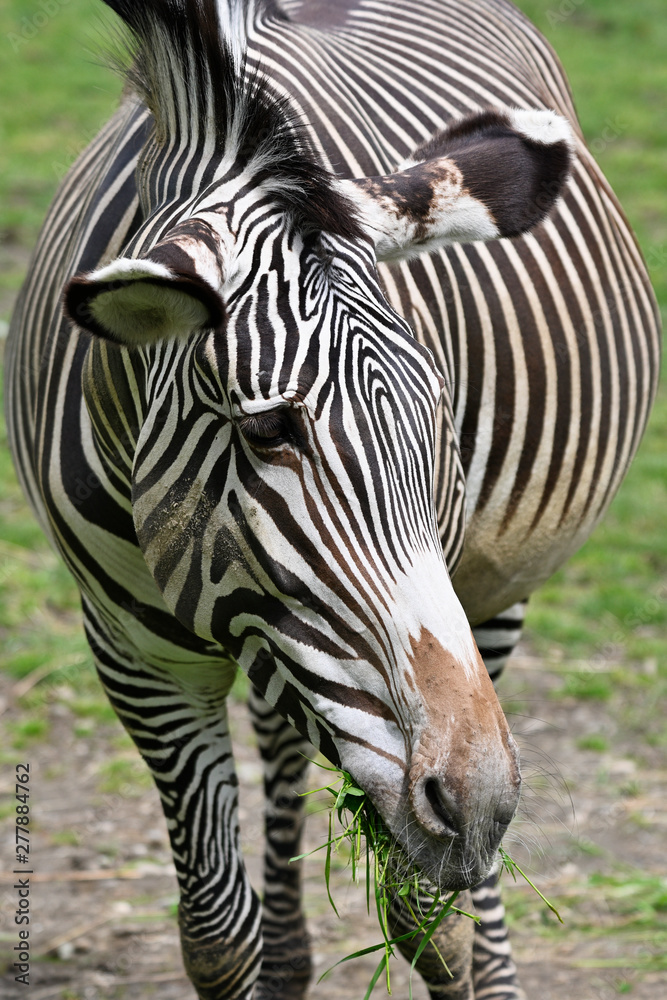Naklejka premium Zebra eating green grass outside in paddock.