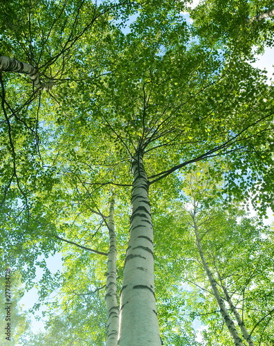 Trunk and crown of birch bottom view