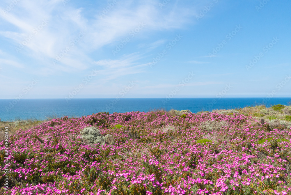 bello paesaggio marino con i fiori bello paesaggio marino con i fiori