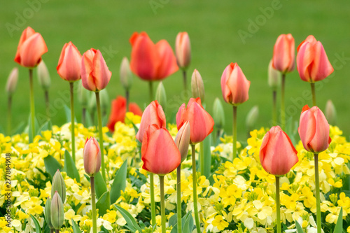 tulips in spring