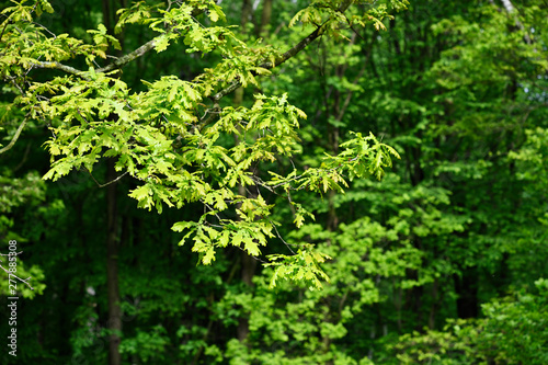 Fototapeta Naklejka Na Ścianę i Meble -  Fresh green oak leaves outside by the forest.