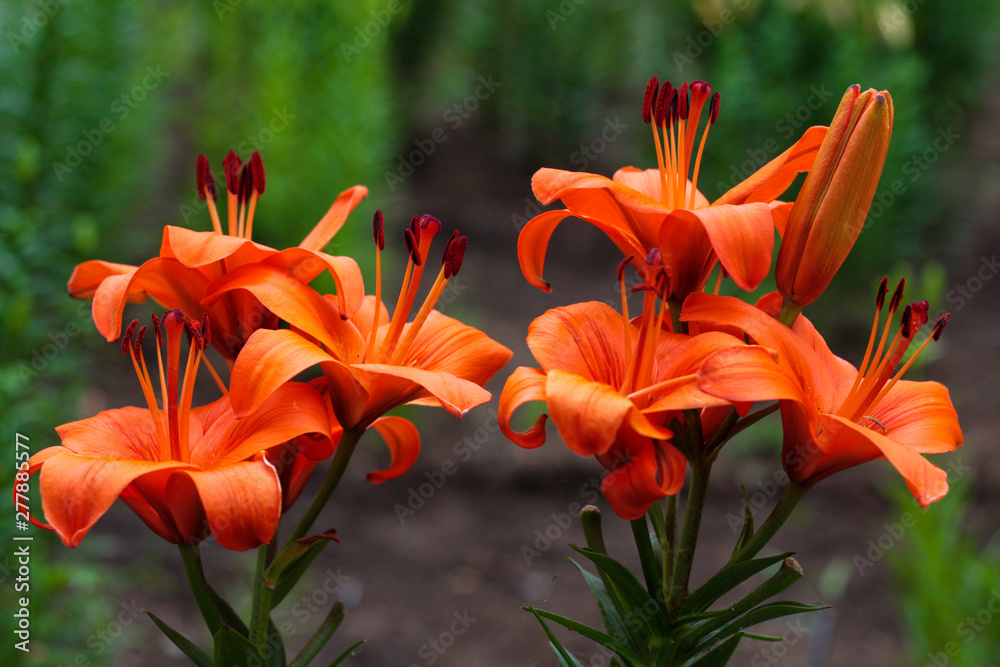 beautiful flowers in nature in the botanical garden beautiful flowers in nature in the botanical garden