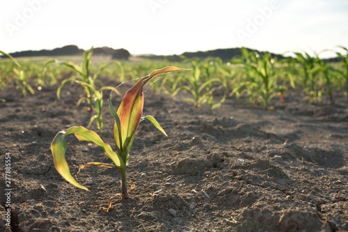 The first corn in the sunlight