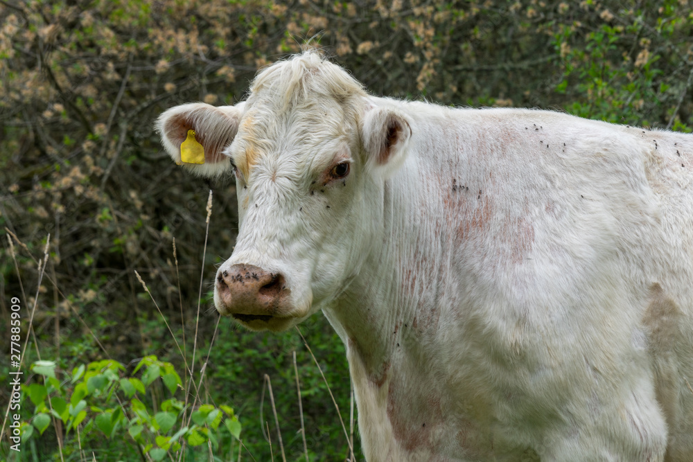 Side view of a white cow standing in a green forest