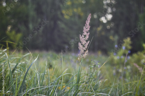 summer grass in the dawn light, against the beautiful bokeh