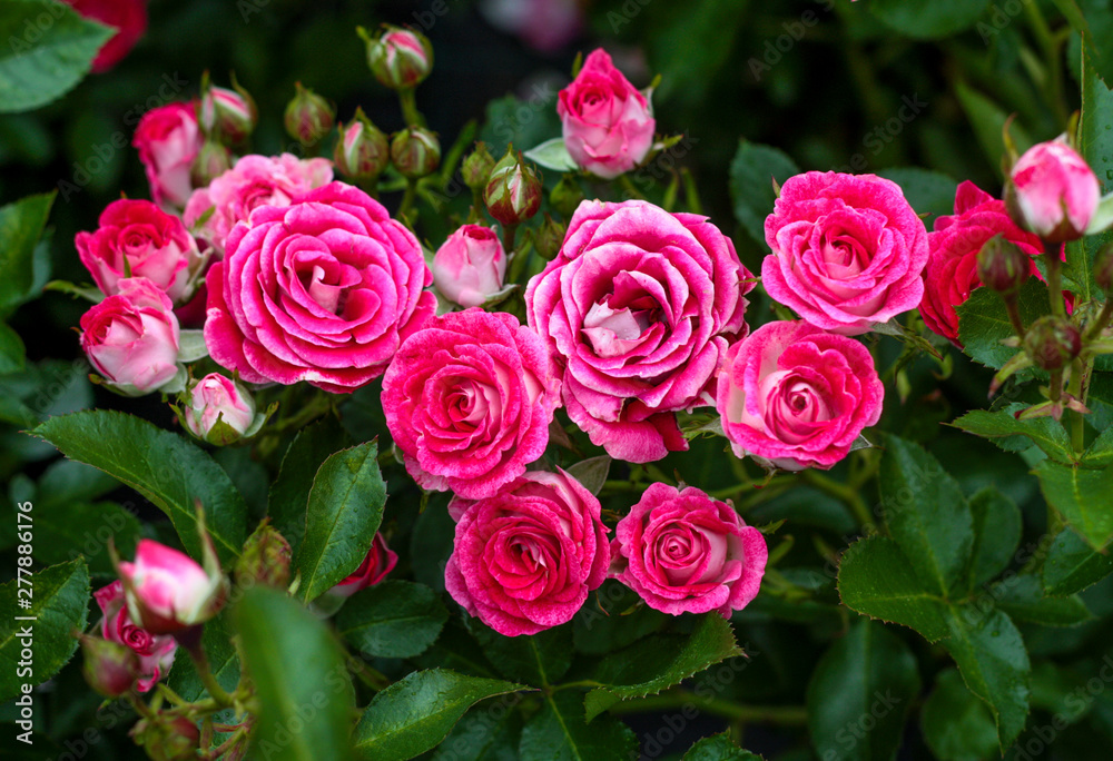 beautiful flowers in nature in the botanical garden beautiful flowers in nature in the botanical garden