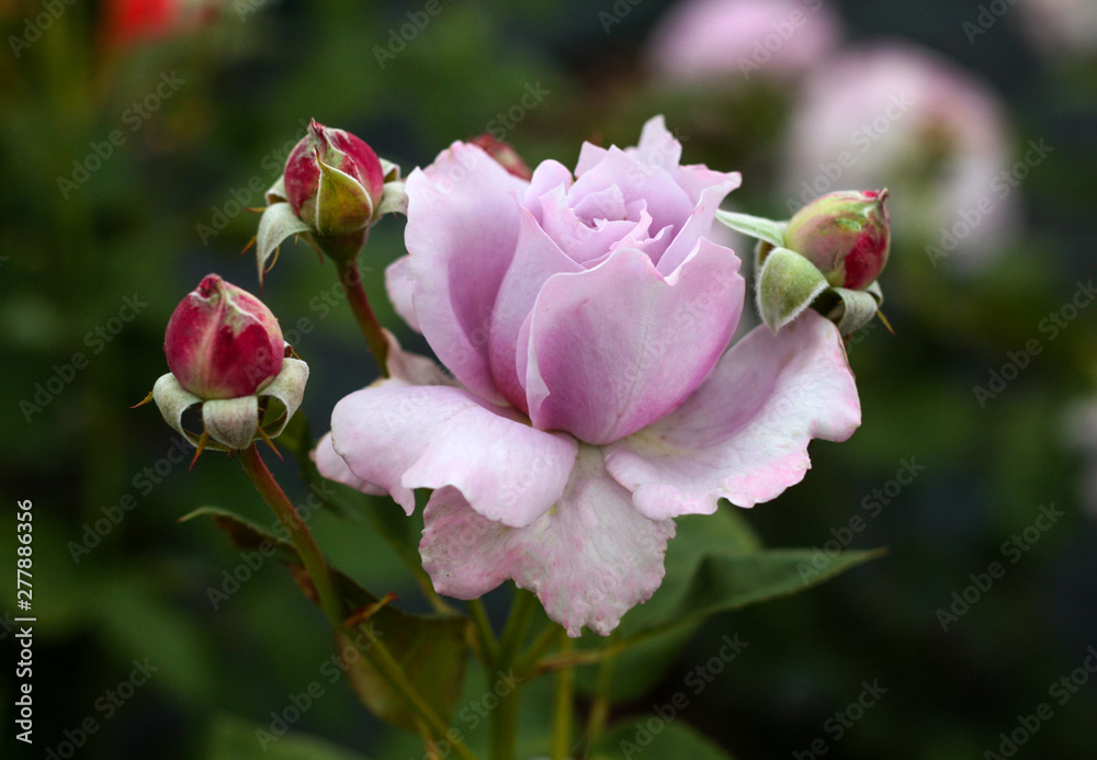beautiful flowers in nature in the botanical garden beautiful flowers in nature in the botanical garden