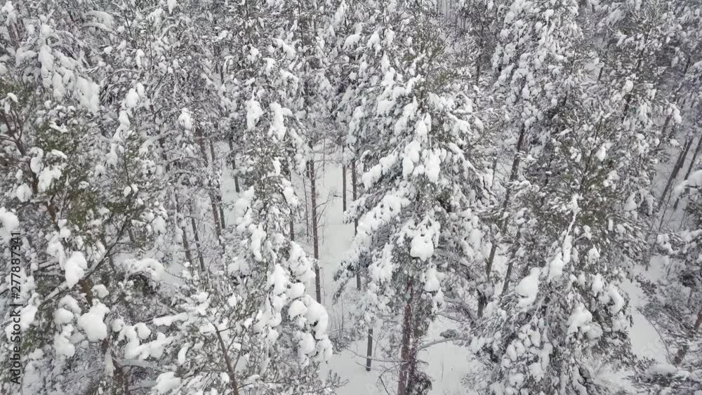 Aerial view flying ower snowy pine forest with camera tilting downwards. Aerial view flying ower snowy pine forest with camera tilting downwards.