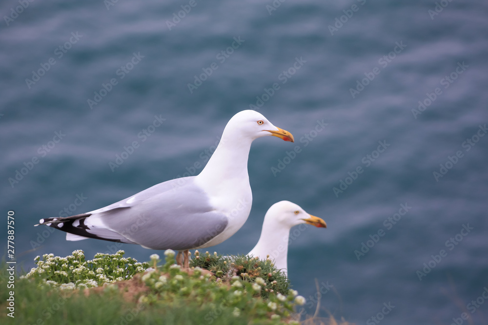 Fototapeta premium Couple of seagulls lying on vegetation on rocks at the seaside. Ocean in background. 