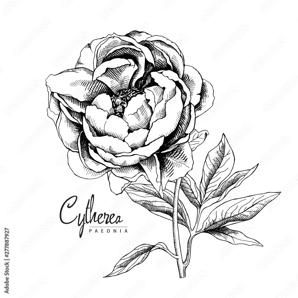Black and white Peony flower with leaves. Vector illustration. Stock ...