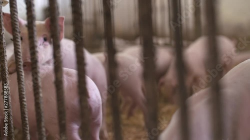 pigs, piglets on livestock farm photo