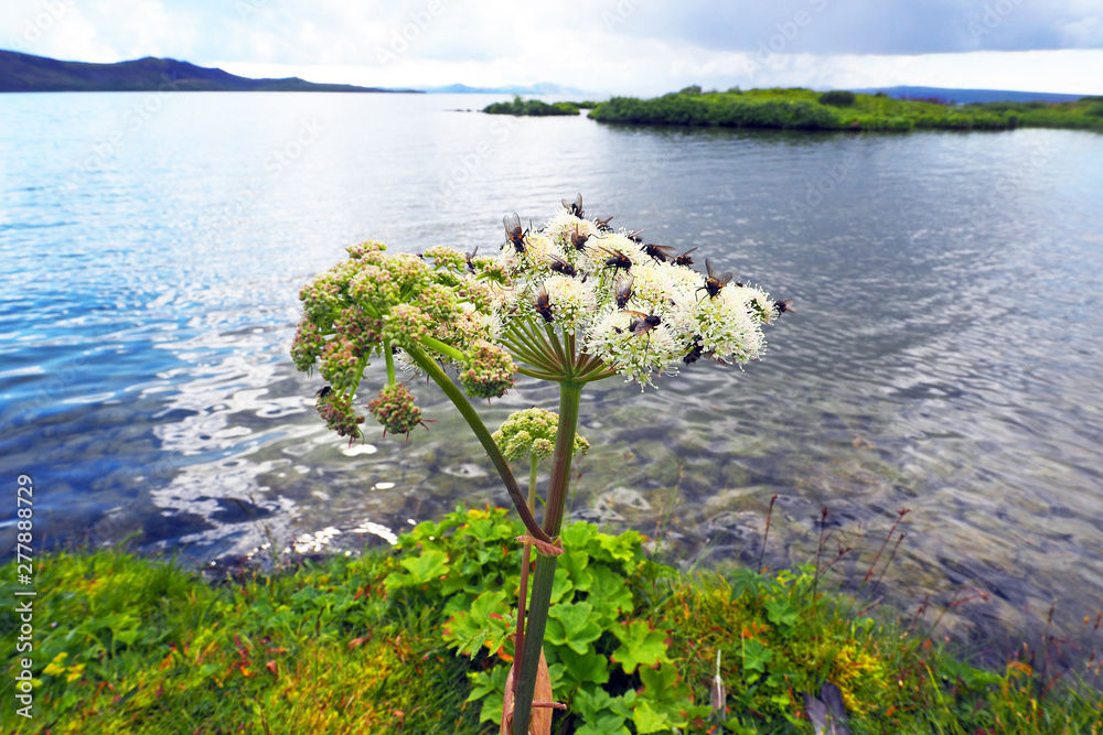 Angelica archangelica also called wild celery in full bloom covered with small flies against reflecting waters of Thingvallavatn lake in Iceland where this plant grows in the wild. Angelica archangelica also called wild celery in full bloom covered with small flies against reflecting waters of Thingvallavatn lake in Iceland where this plant grows in the wild.