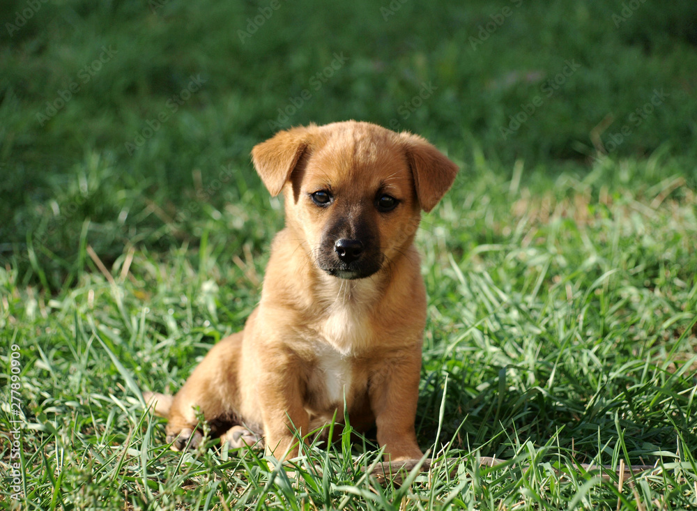 Cute dog playing outdoor.