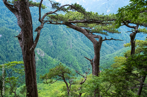 Virgin forest Perućica at National park Sutjeska, Bosnia and Herzegovina photo