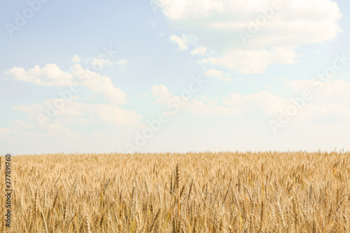 Wheat field against cloudy blue sky, space for text