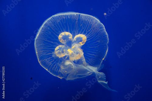 Floating Jellyfish © balashark