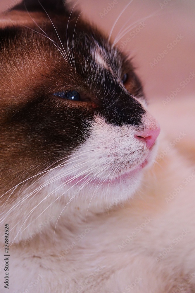 Cat, portrait, close up, nice face