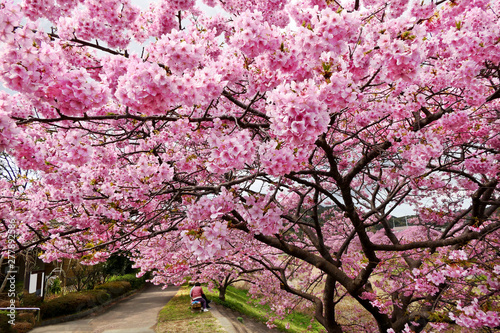 Beautiful view of Kawazu Sakura (Pink Cherry Blossom) tunnel in Minami Izu town, Shizuoka, Japan, selected focus on foreground photo