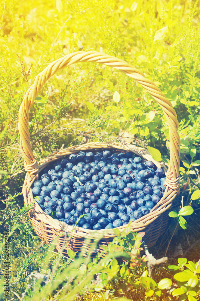 Basket with berries of fresh juicy blueberries, toned