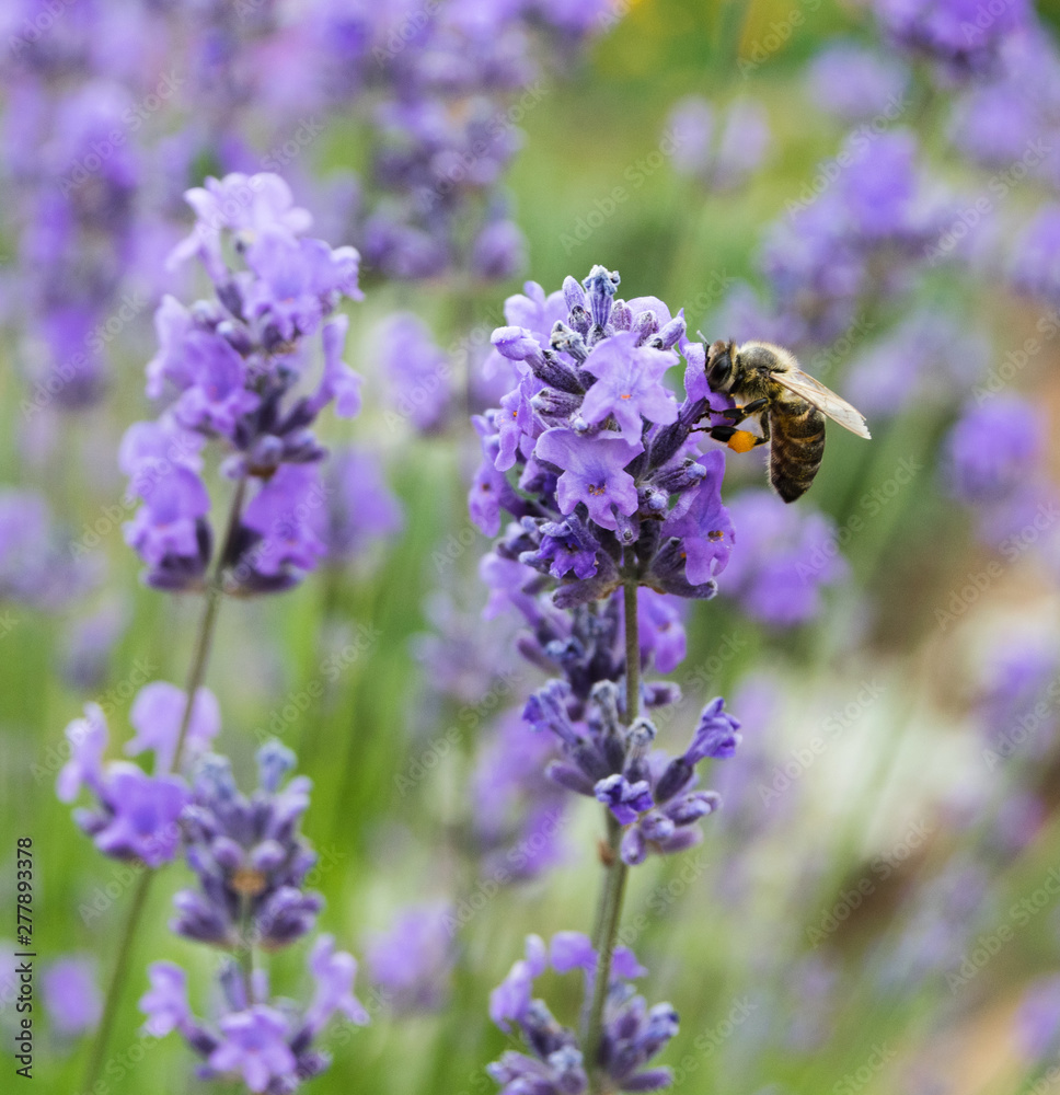 Bee on lavender flowers in summer day Bee on lavender flowers in summer day