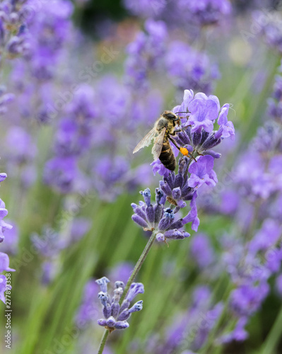 Fototapeta Naklejka Na Ścianę i Meble -  Bee on lavender flowers in summer day