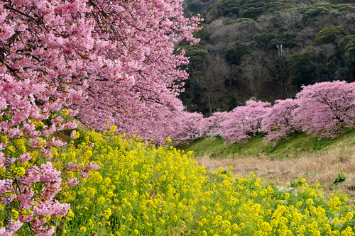 Beautiful pink Kawazu Sakura (Cherry Blossom) and mustard flowers in Minami Izu town, Shizuoka, Japan